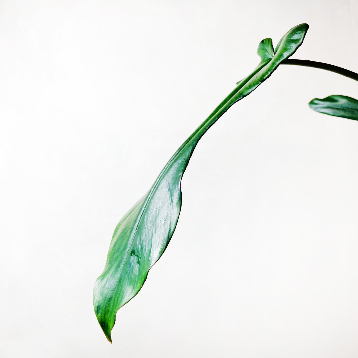 PhilodendronJoepii-2