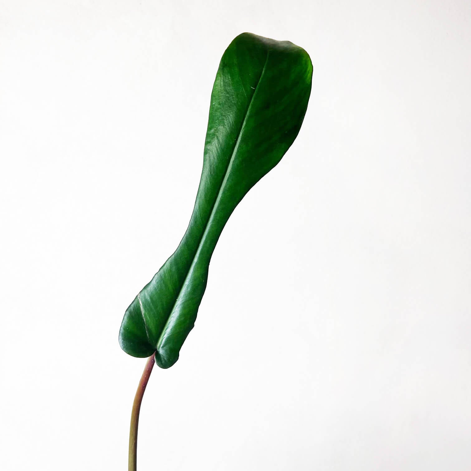 PhilodendronJoepii-4