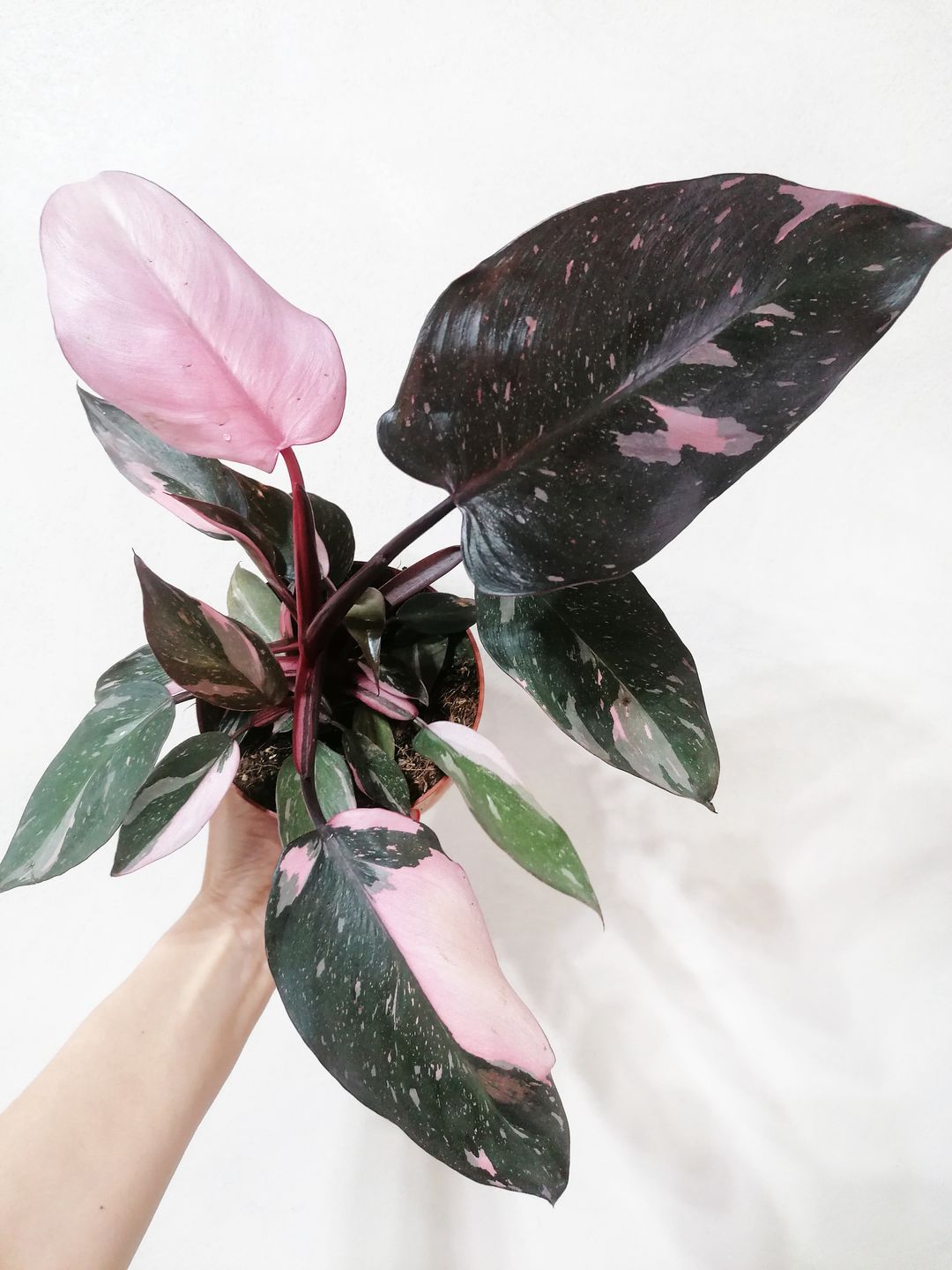 PhilodendronPinkPrincess-1