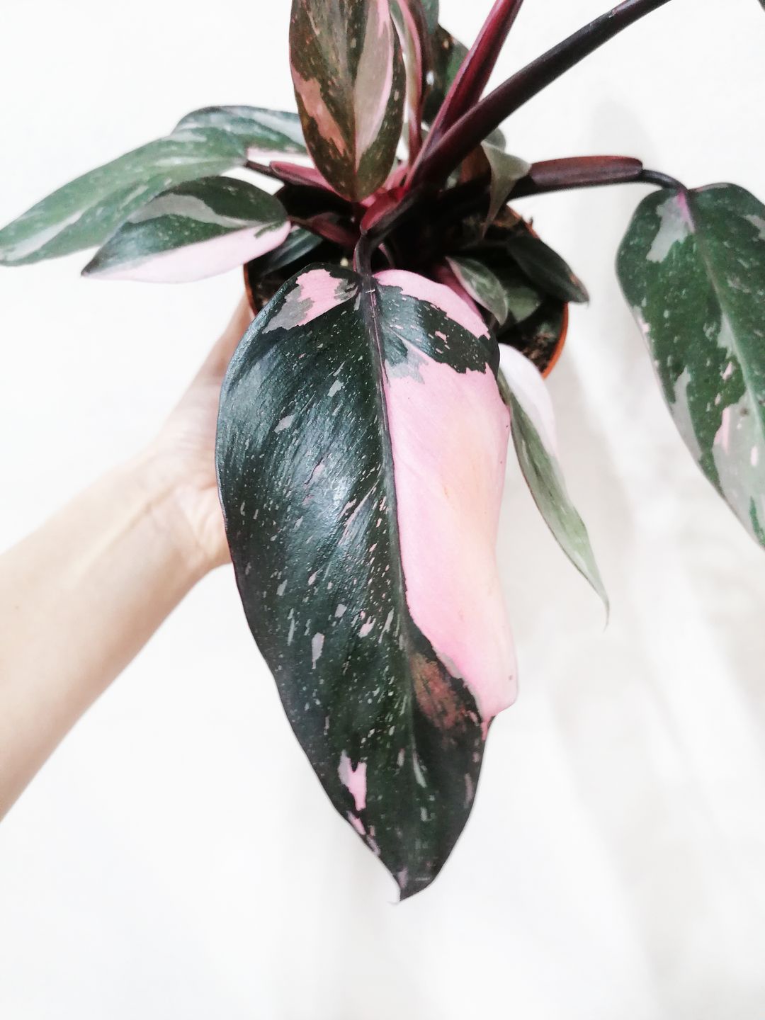 PhilodendronPinkPrincess-2