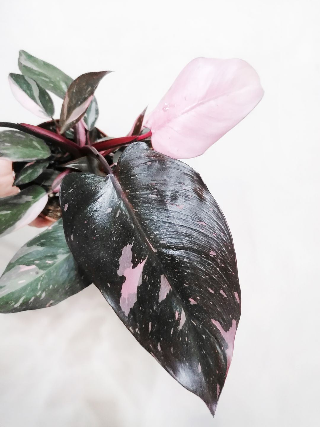 PhilodendronPinkPrincess-3