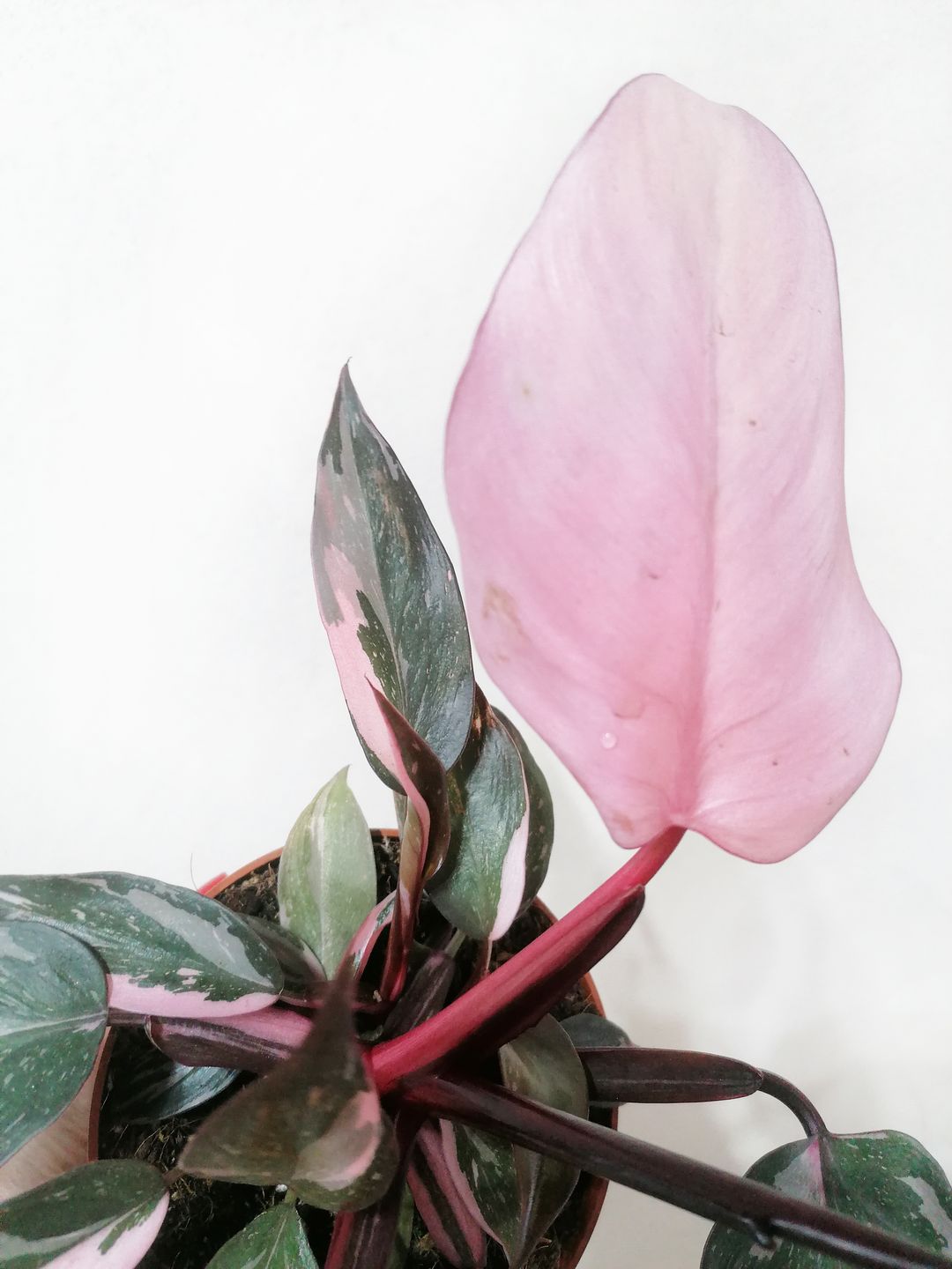 PhilodendronPinkPrincess-6