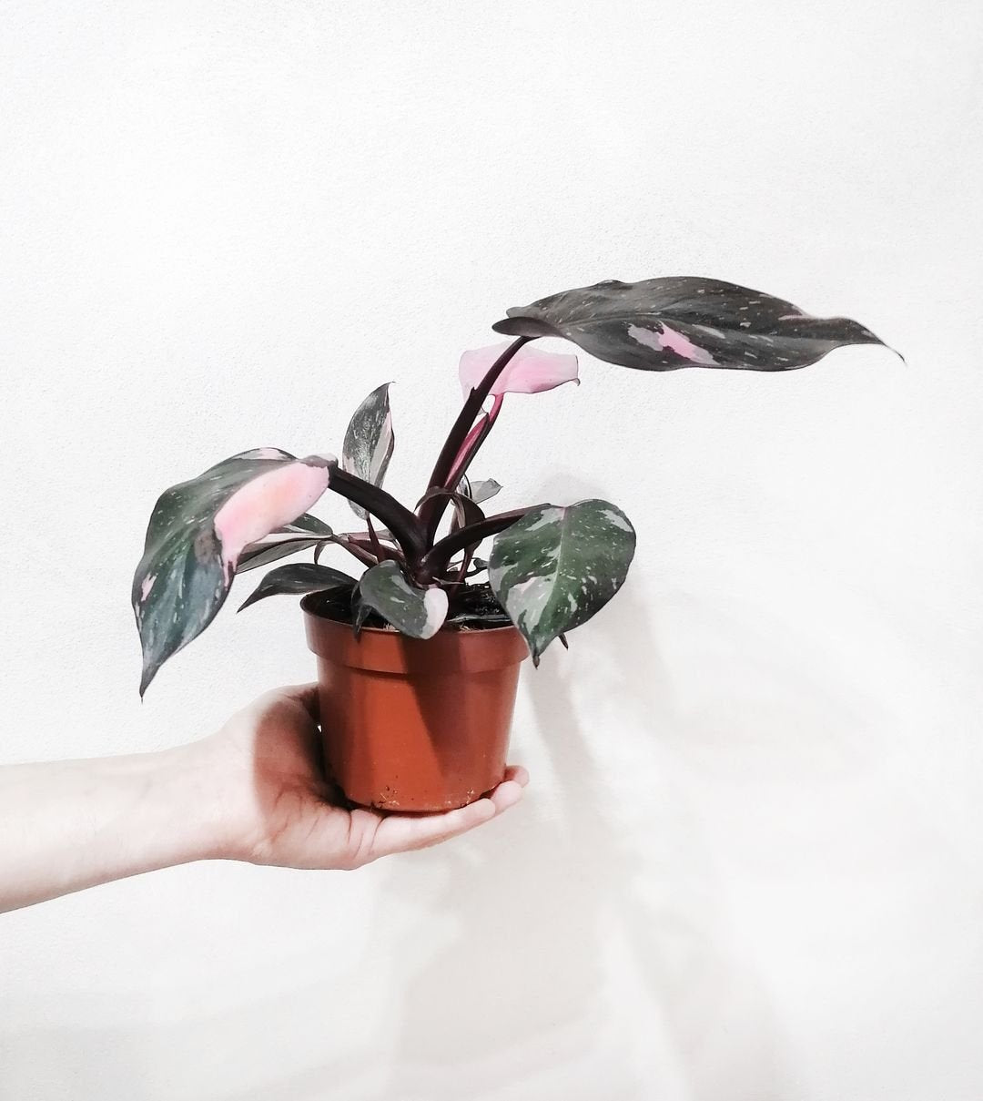 PhilodendronPinkPrincess-7