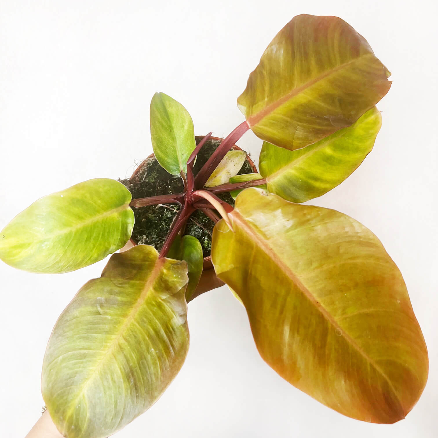 PhilodendronPrinceOfOrange-1