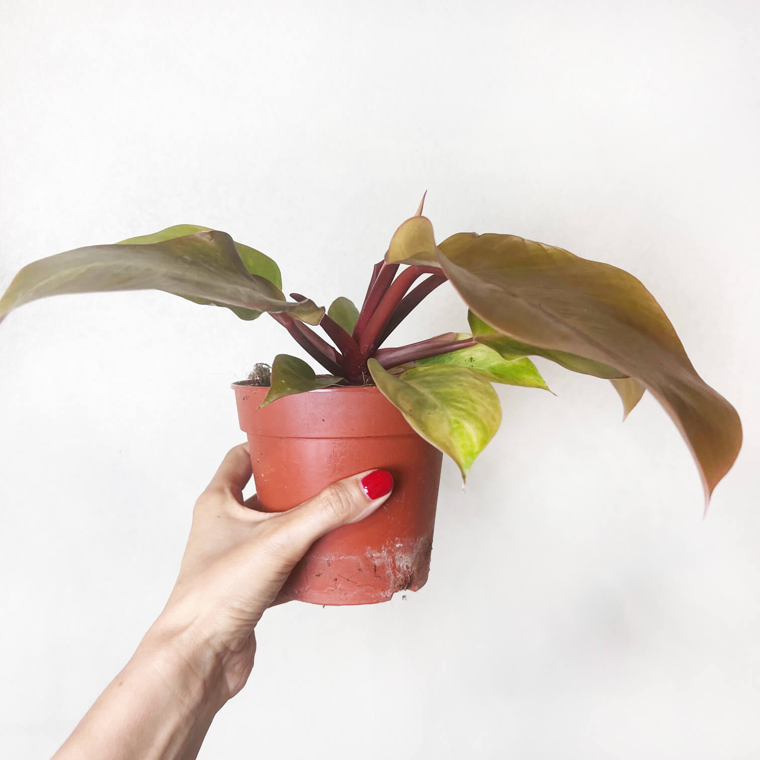 PhilodendronPrinceOfOrange-2