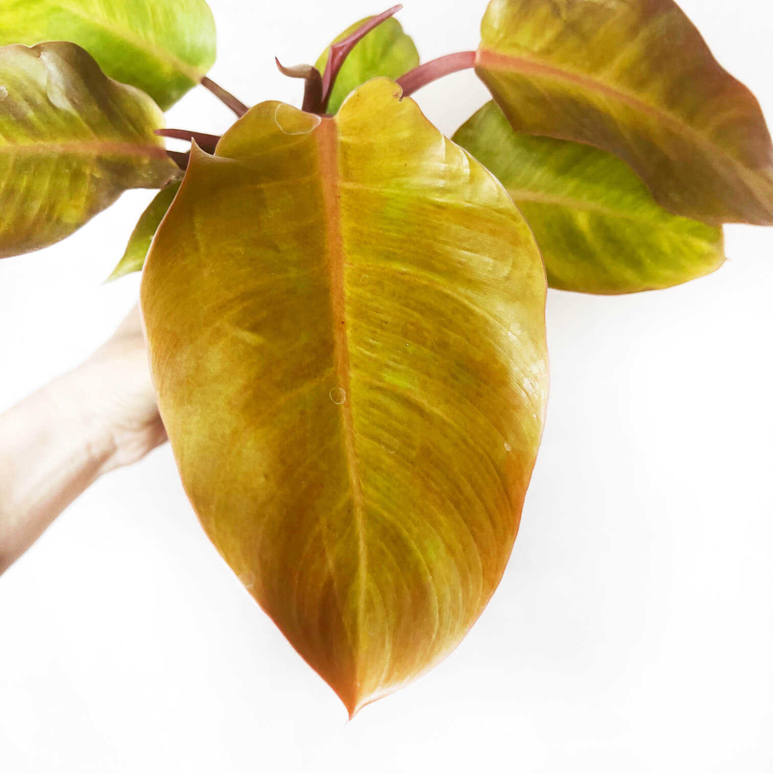 PhilodendronPrinceOfOrange-3