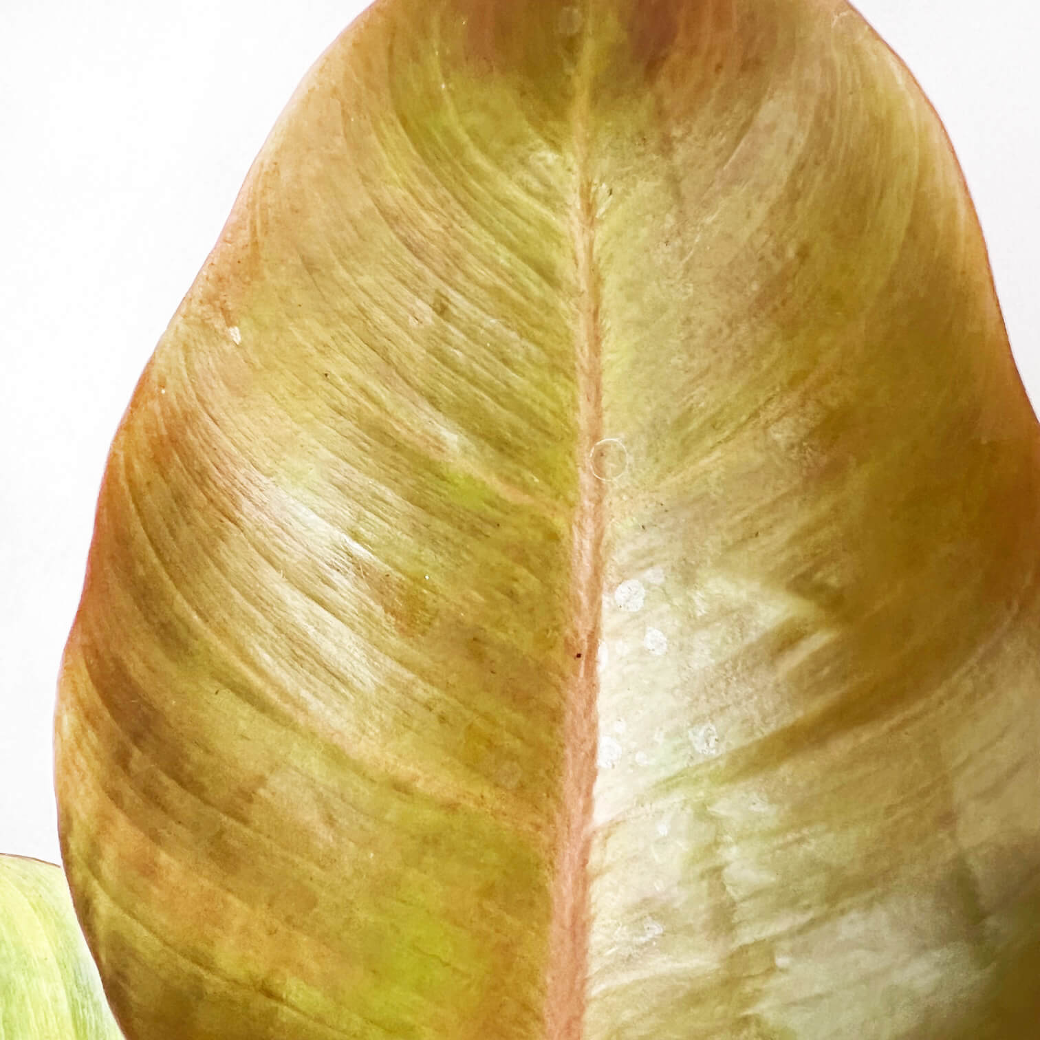 PhilodendronPrinceOfOrange-4