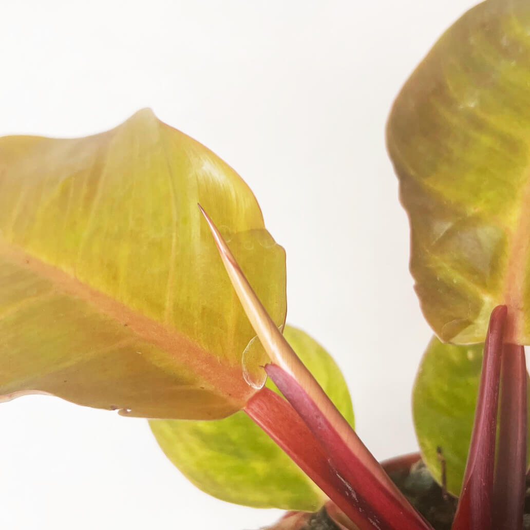 PhilodendronPrinceOfOrange-5