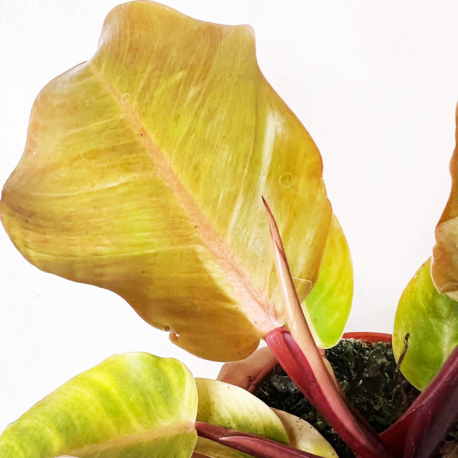 PhilodendronPrinceOfOrange-6