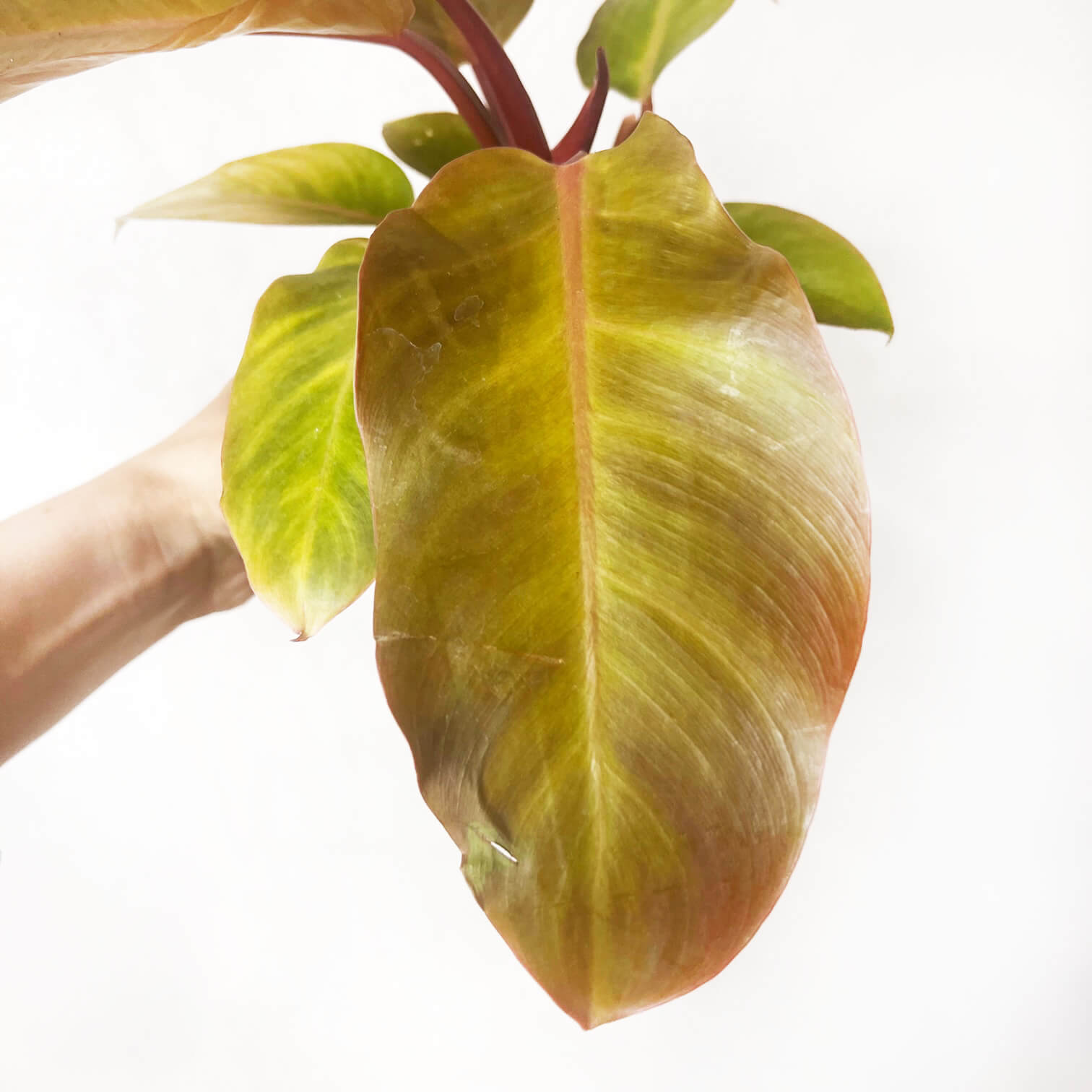 PhilodendronPrinceOfOrange-7