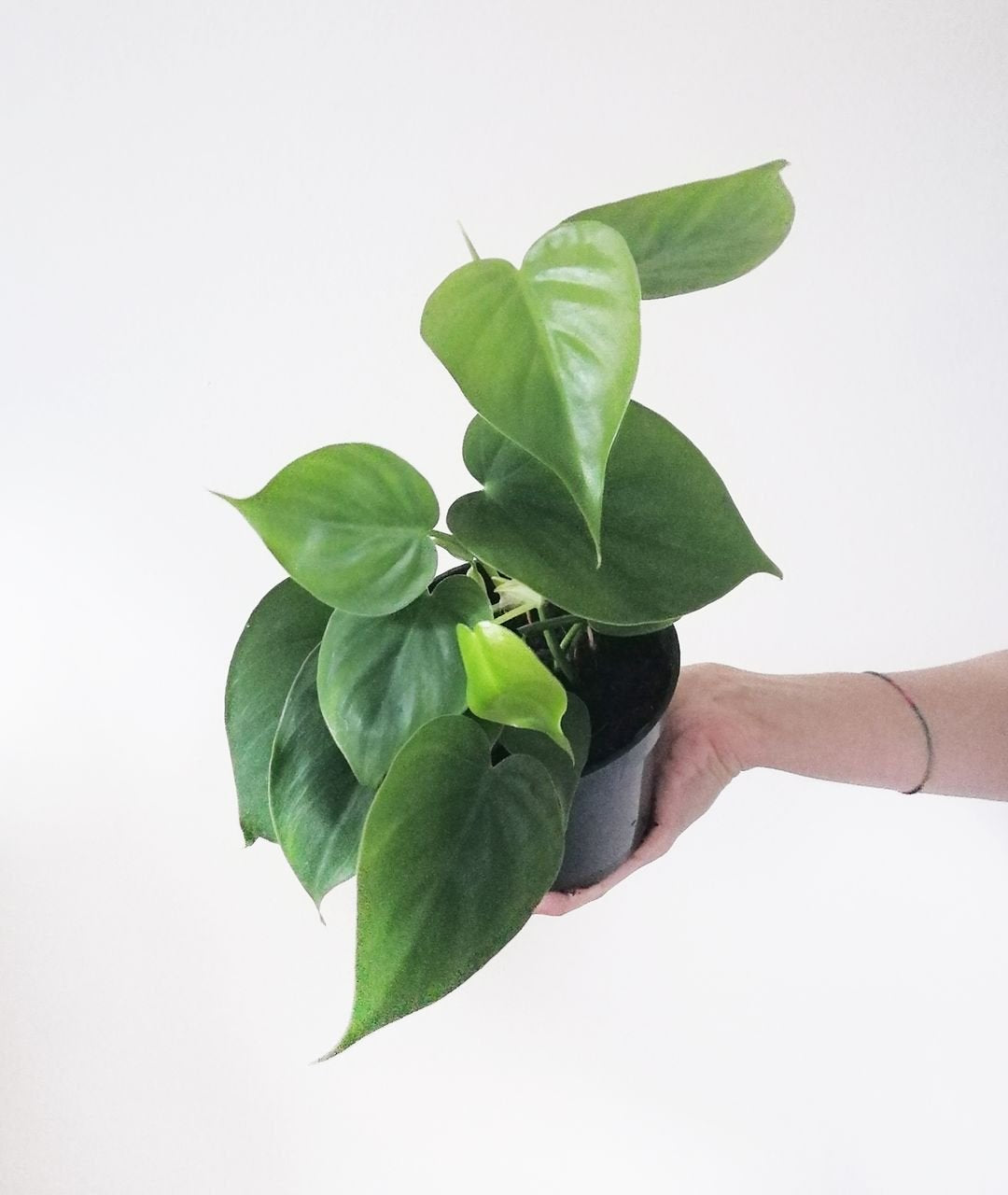 PhilodendronScandens-1