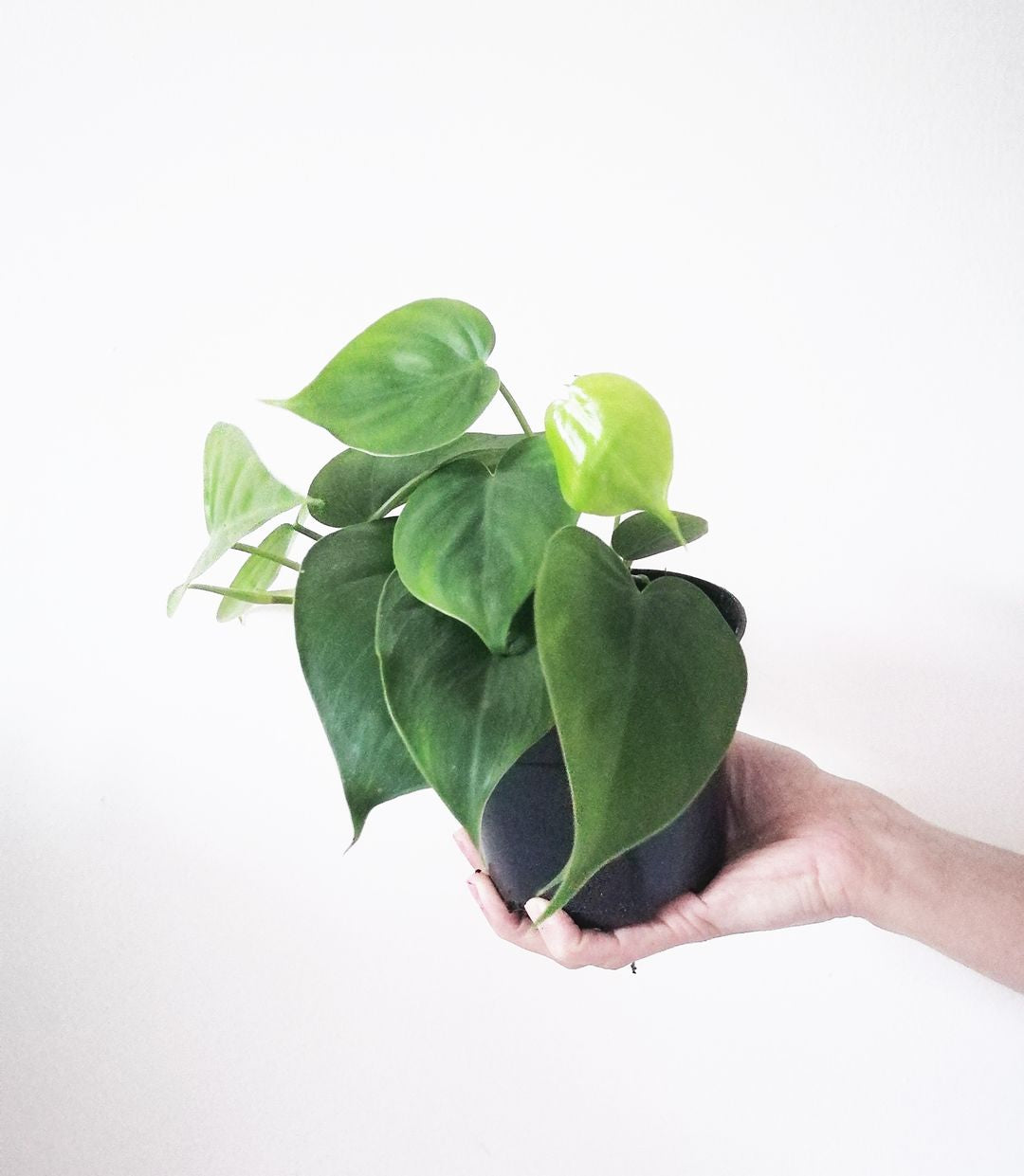 PhilodendronScandens-2