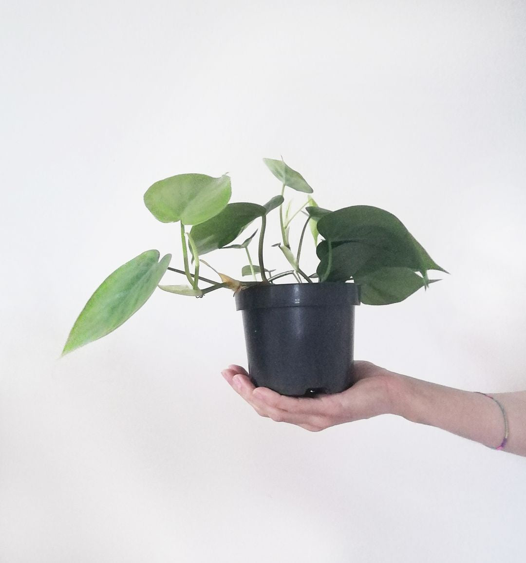 PhilodendronScandens-3