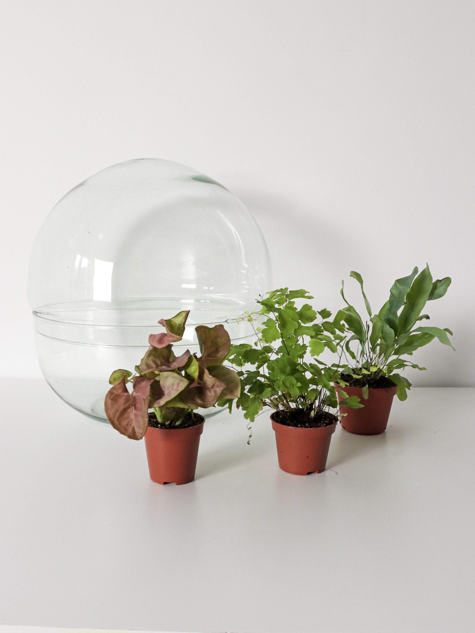 PianetaTerrariumCostaRicaNew-1