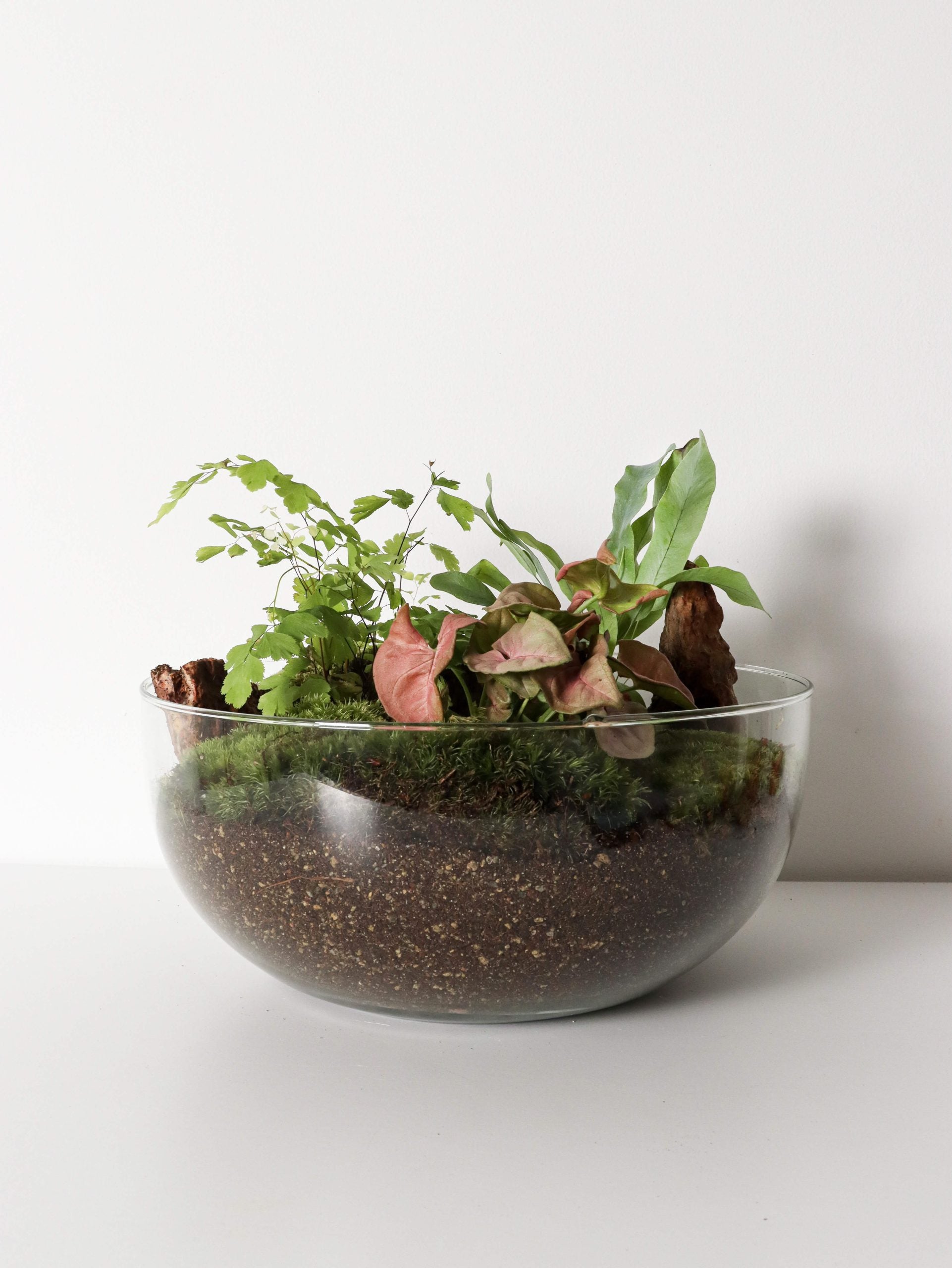 PianetaTerrariumCostaRicaNew-10