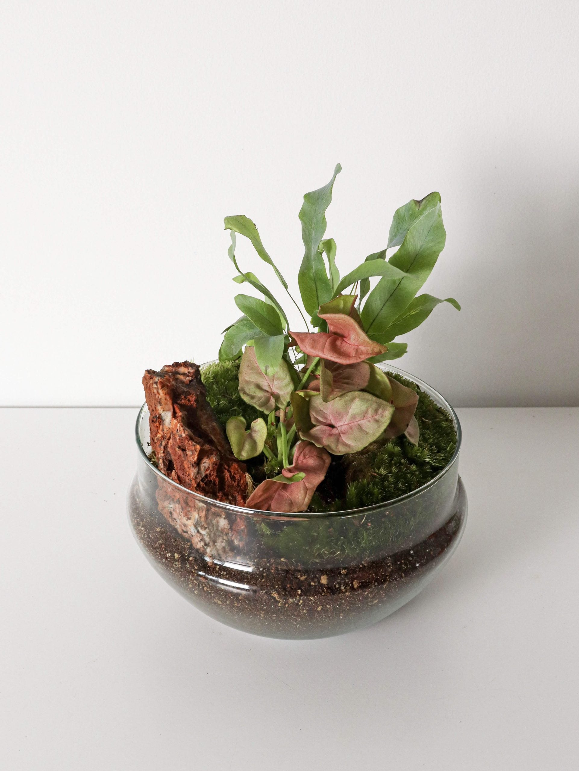 PianetaTerrariumCostaRicaNew-4