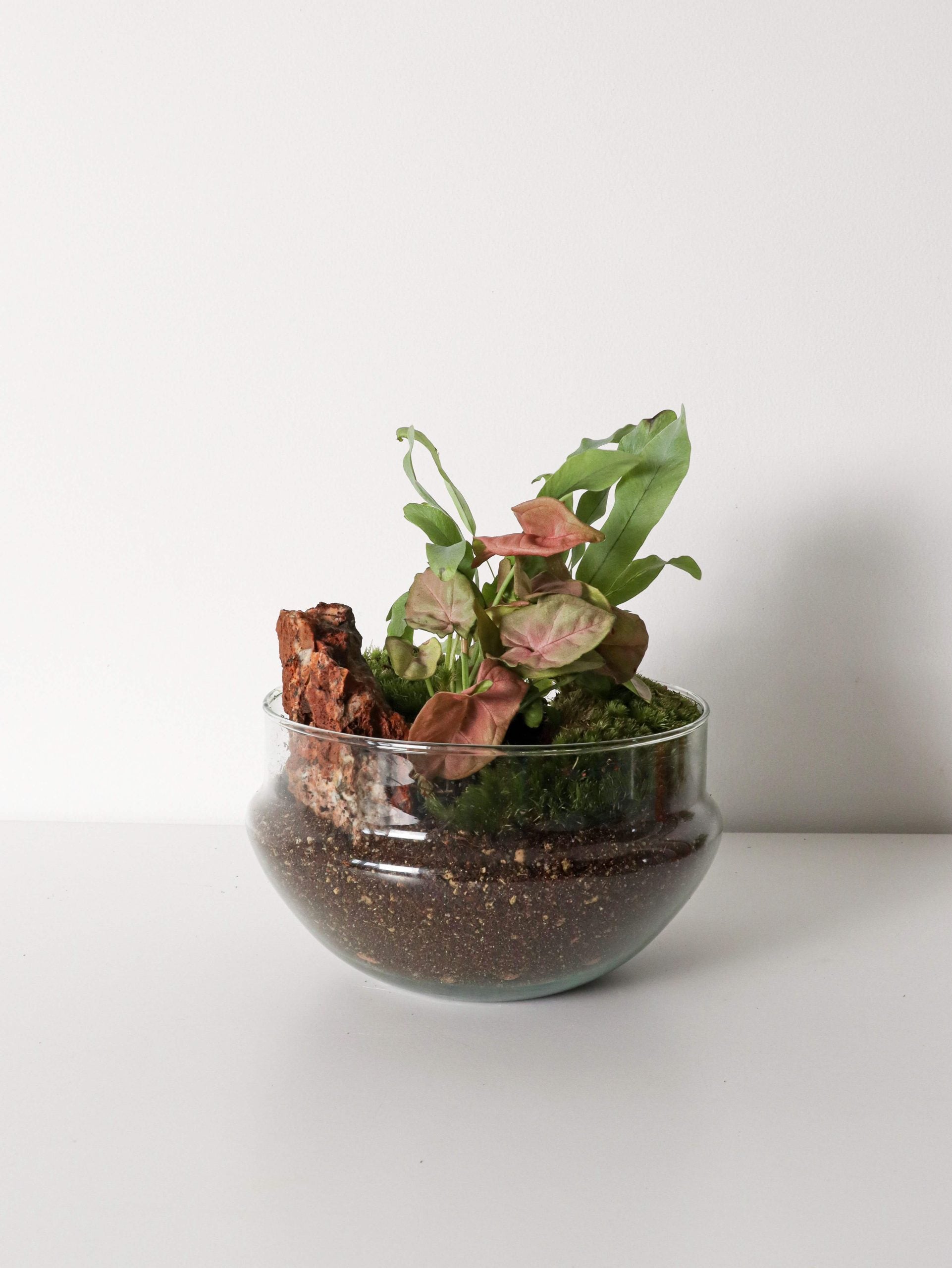 PianetaTerrariumCostaRicaNew-5