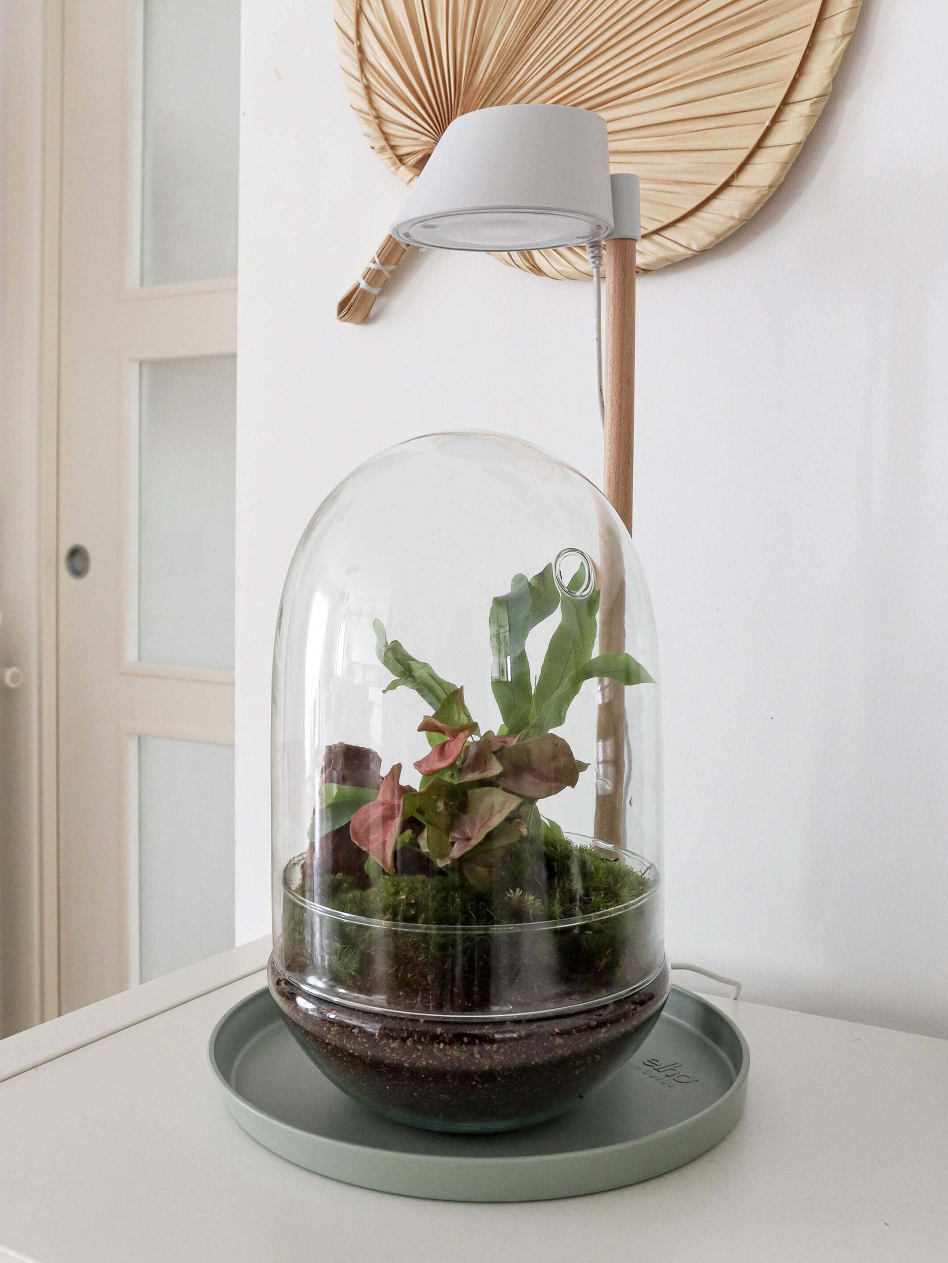 PianetaTerrariumCostaRicaNew-56 (1)