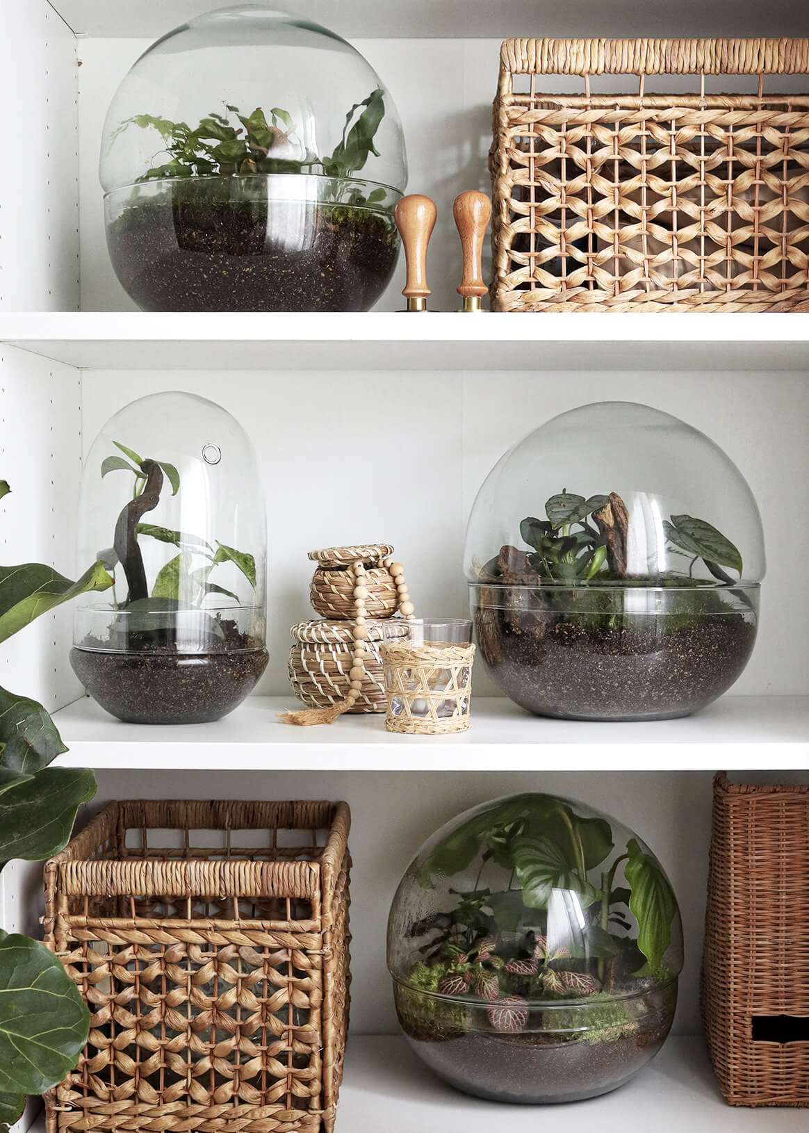 PianetaTerrariumCostaRicaNew-57