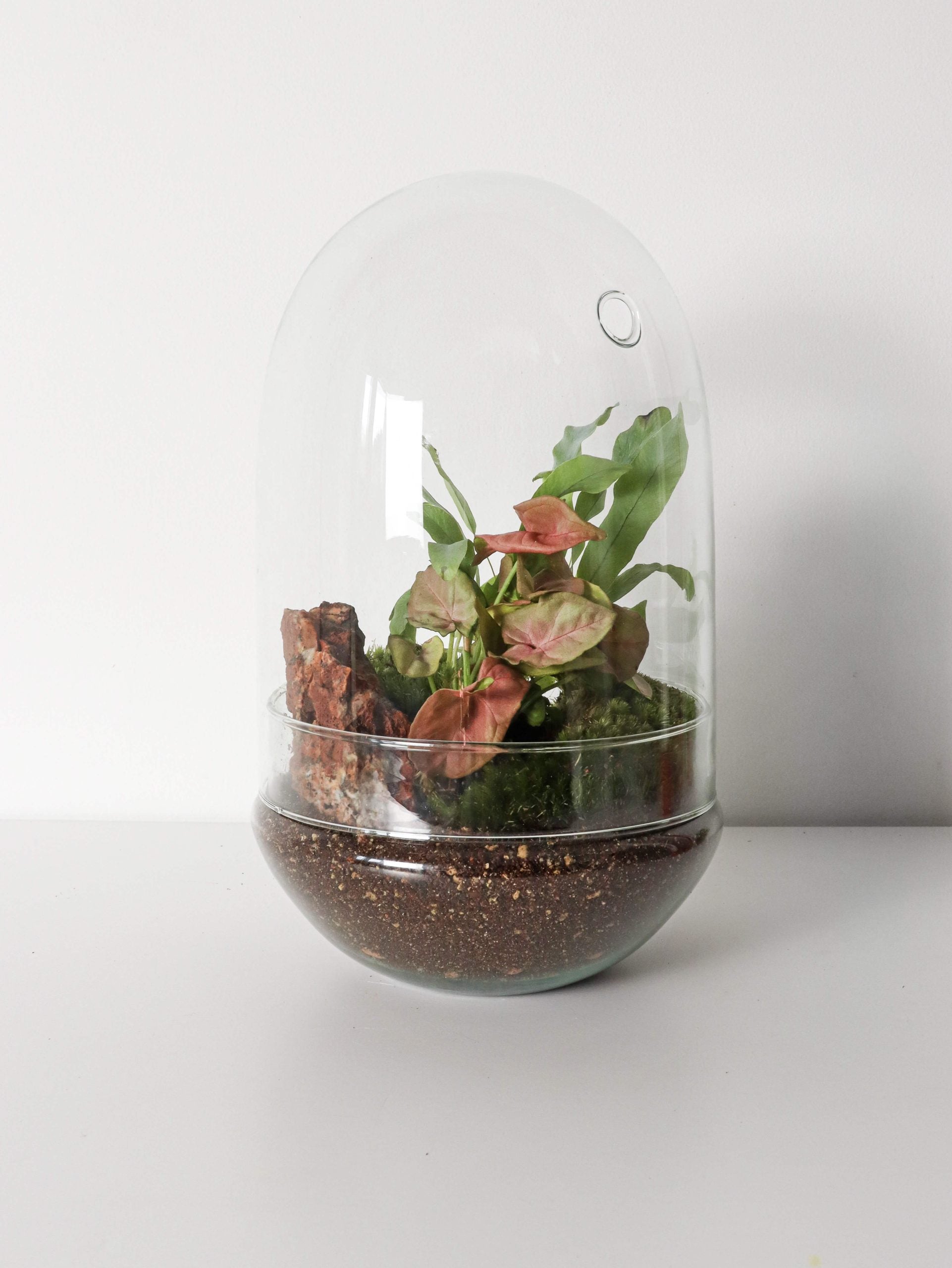 PianetaTerrariumCostaRicaNew-7