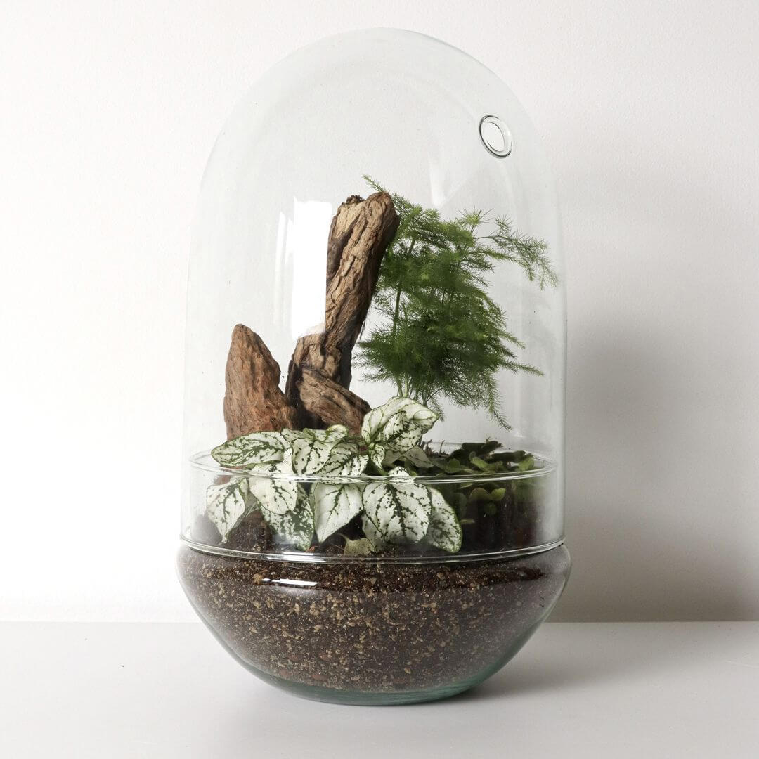 Pianeta_terrarium_Madagascar_1_capsula