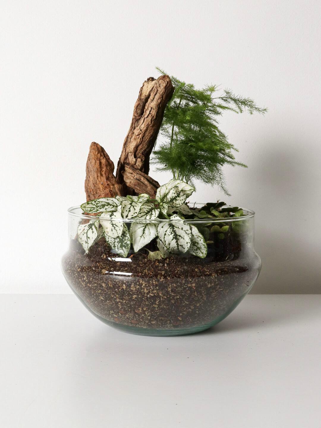 Pianeta_terrarium_Madagascar_2_capsula
