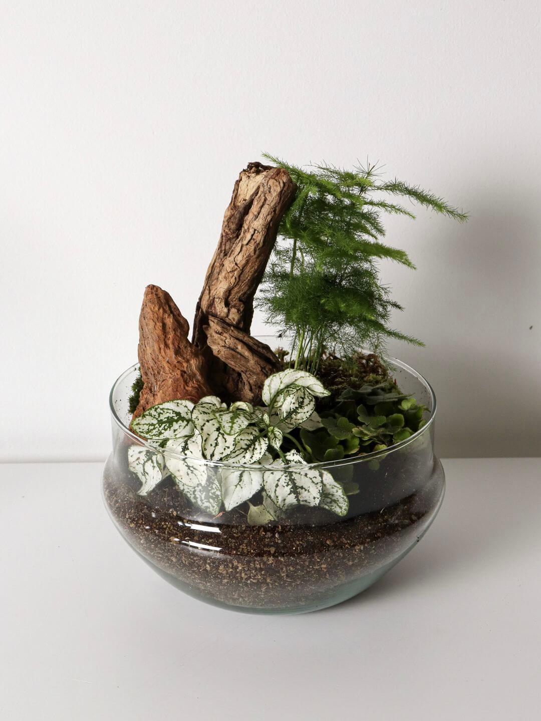 Pianeta_terrarium_Madagascar_3_capsula