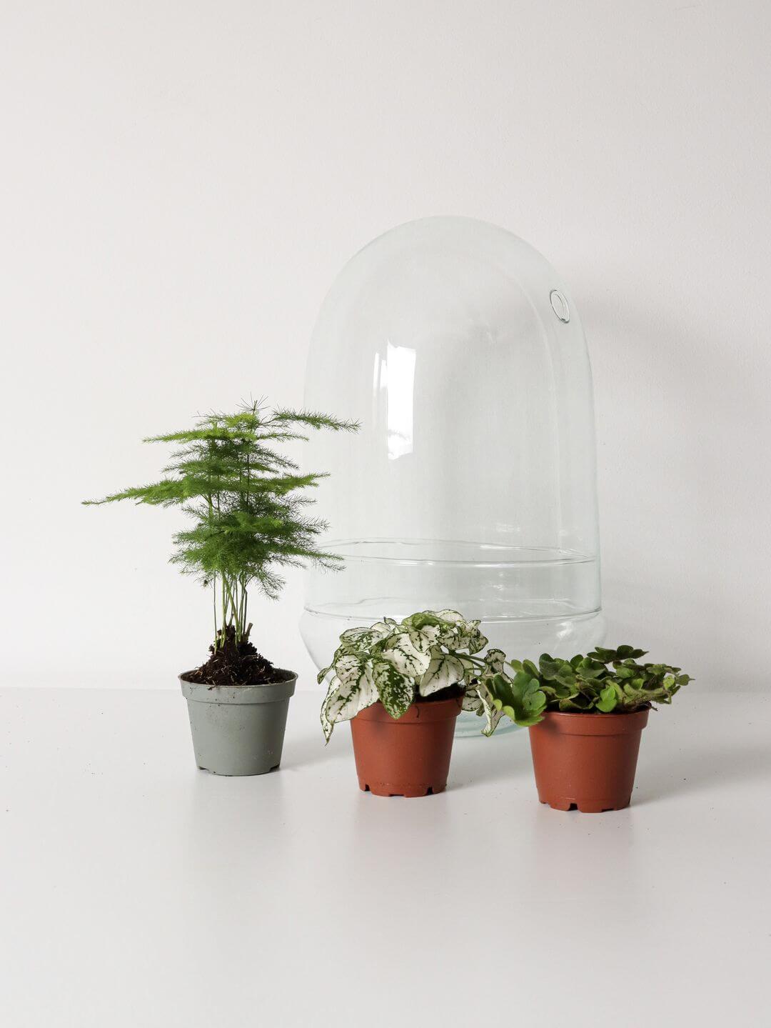 Pianeta_terrarium_Madagascar_4_capsula
