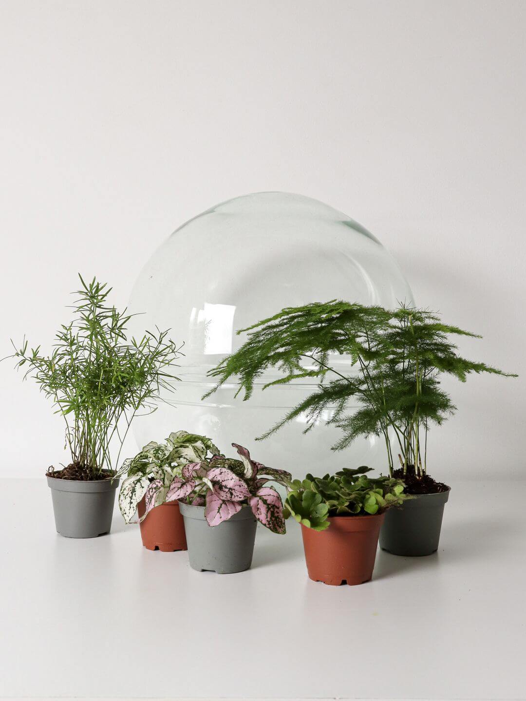 Pianeta_terrarium_Madagascar_5_sfera