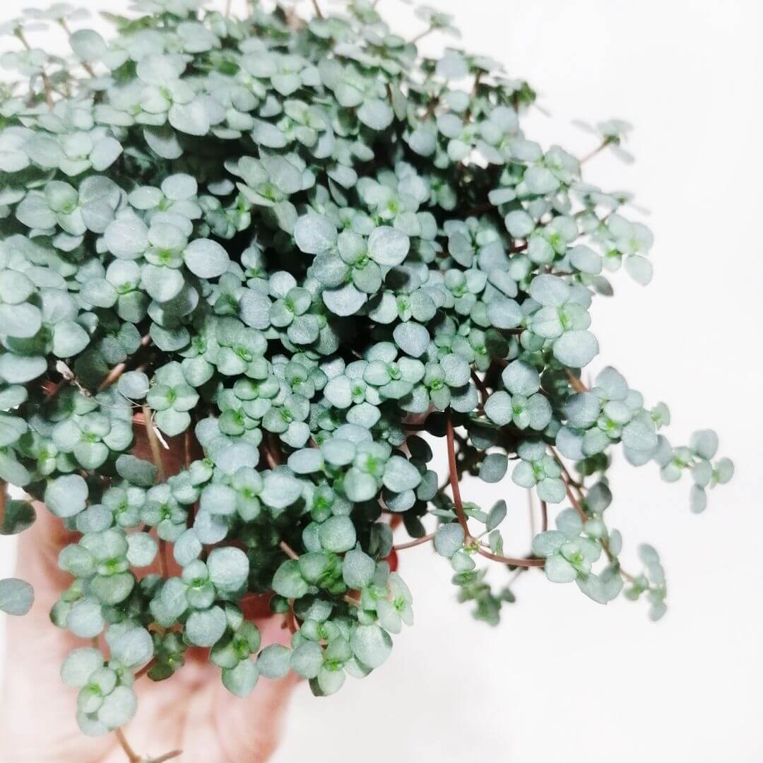 PileaGlaucophyllaGreyzy-1