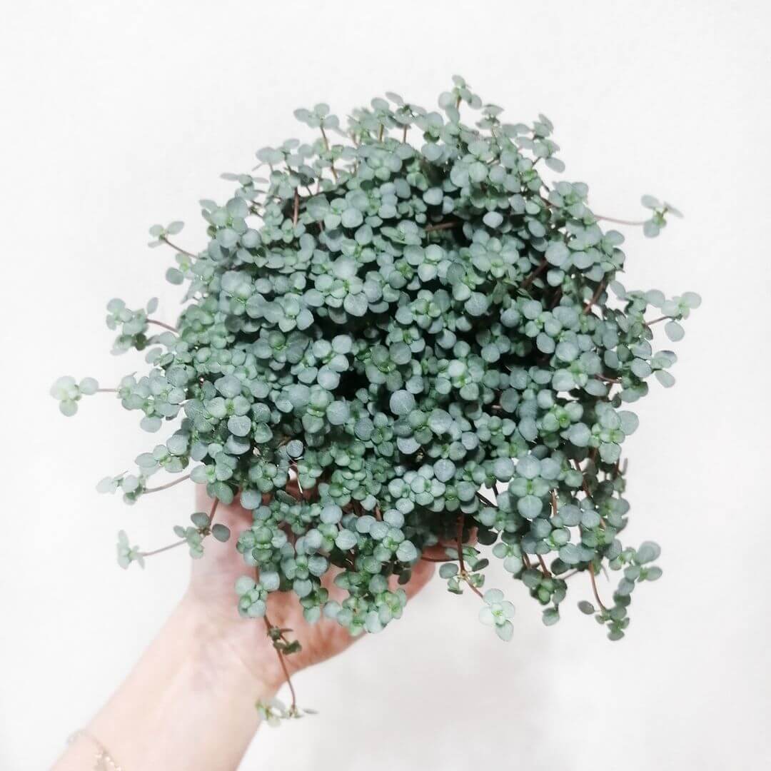 PileaGlaucophyllaGreyzy-2
