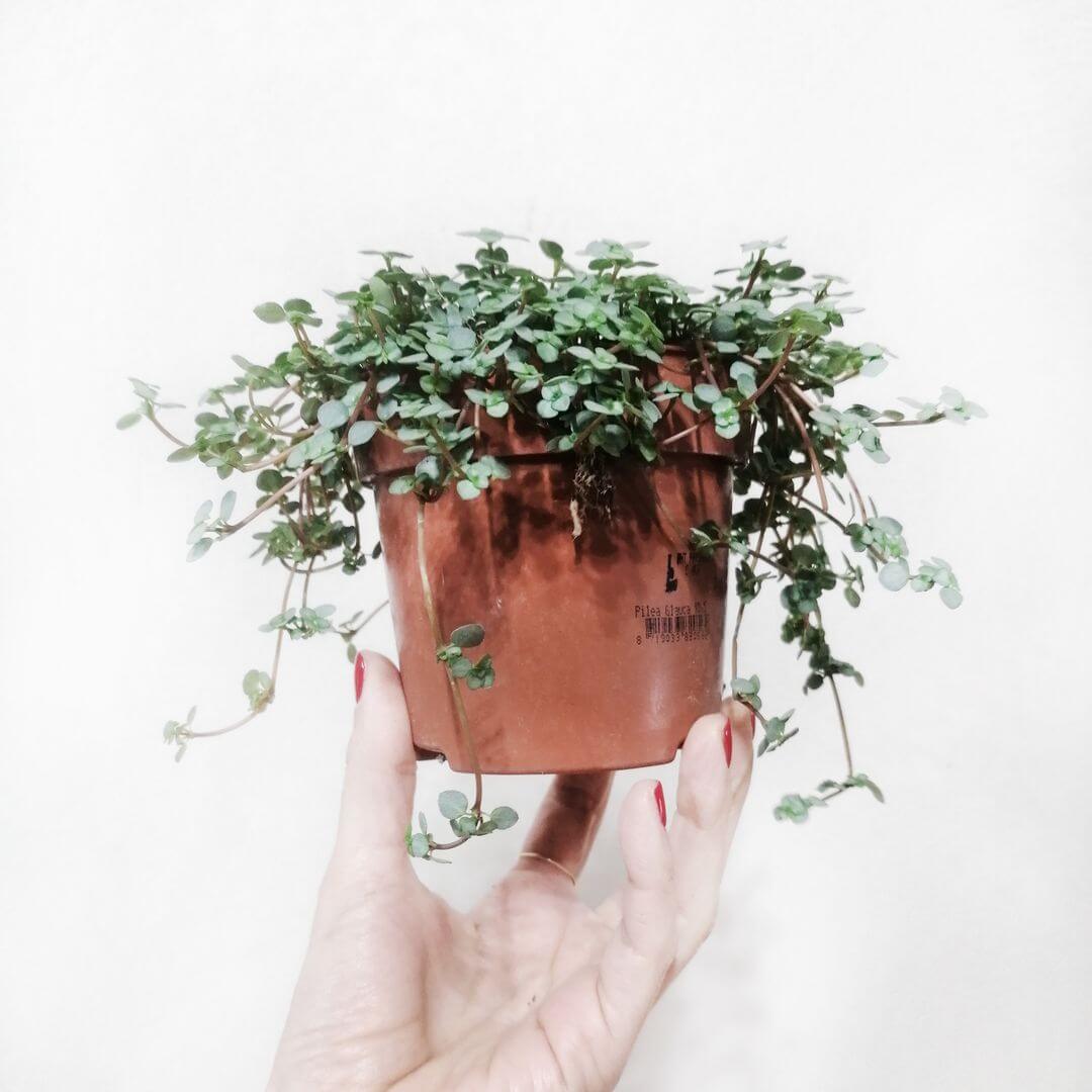 PileaGlaucophyllaGreyzy-3