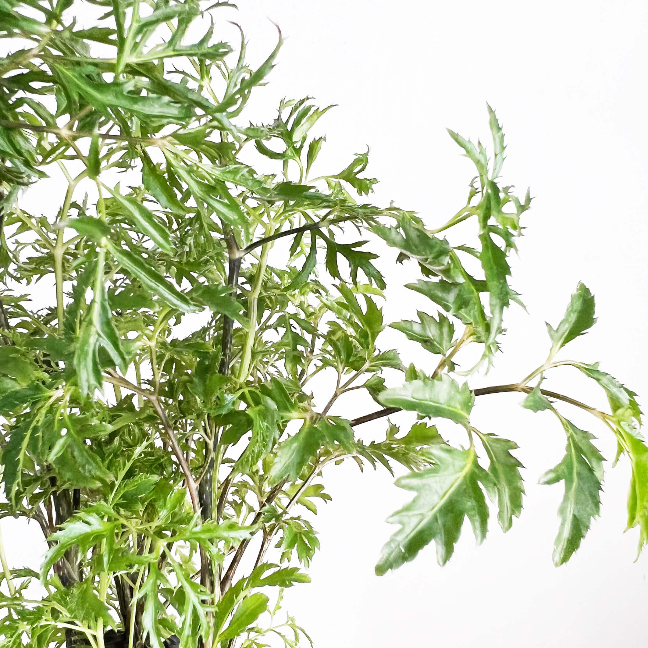 PolysciasFruticosa-2