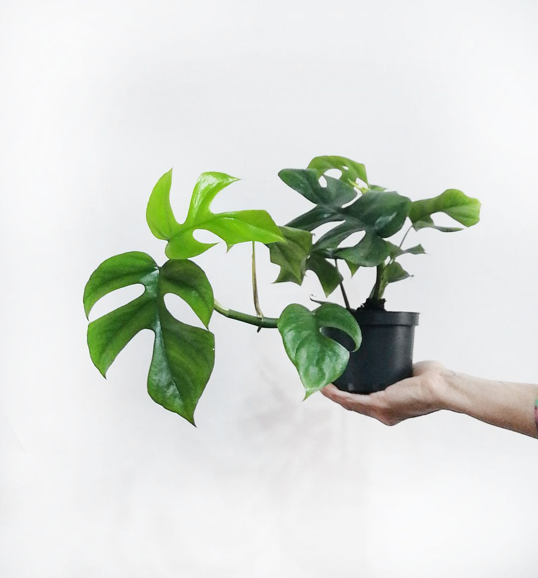 RhaphidophoraTetrasperma-1