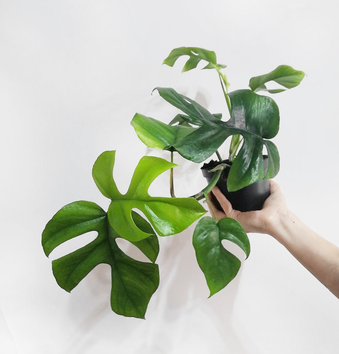 RhaphidophoraTetrasperma-2