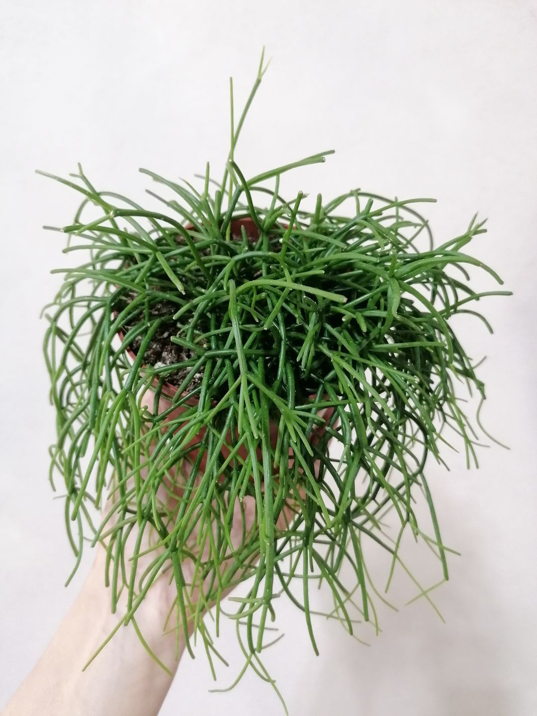 RhipsalisCassutha-2