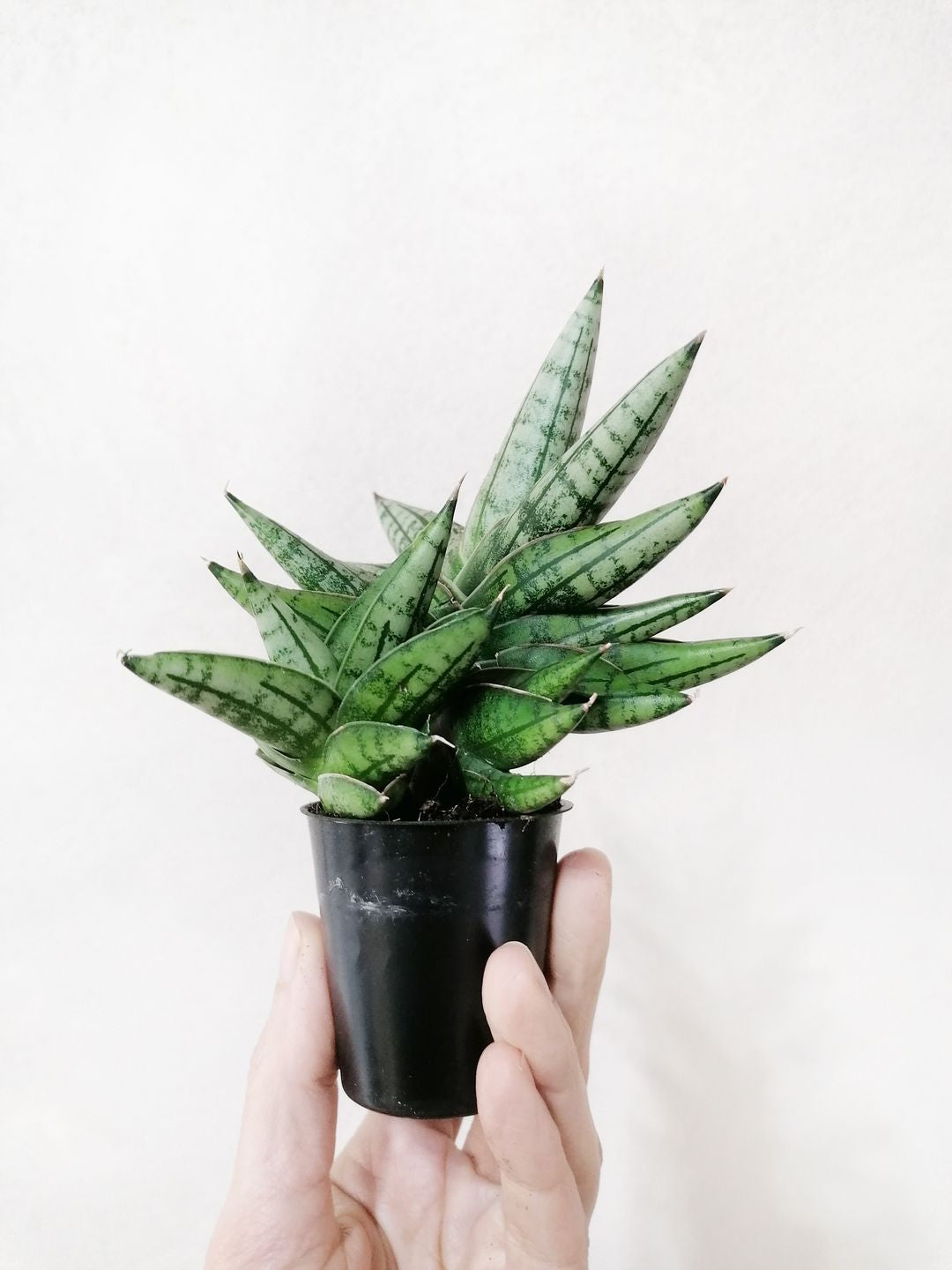 SansevieriaIntiBaby-1