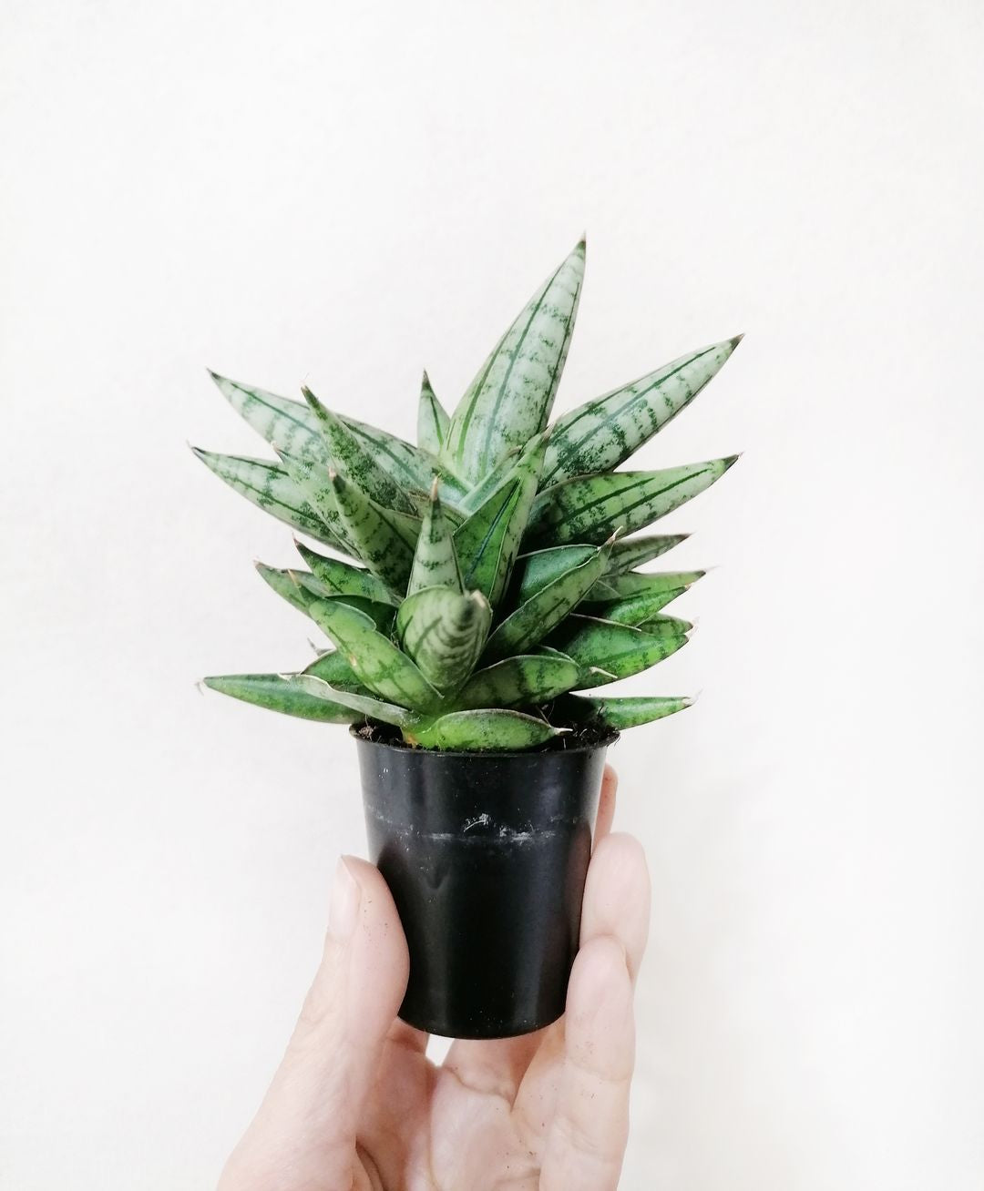 SansevieriaIntiBaby-2