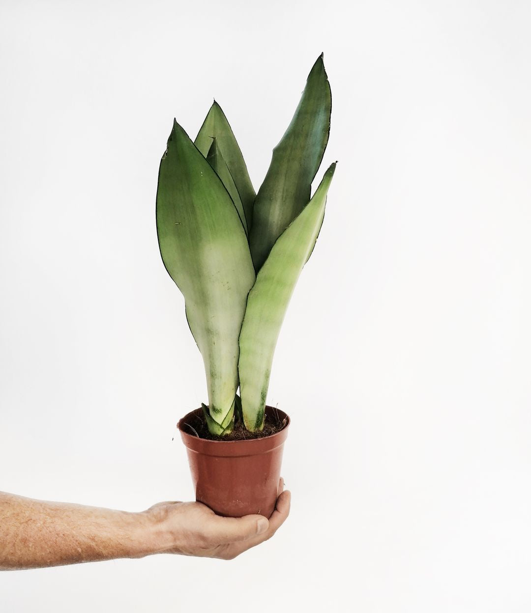 SansevieriaMoonshine-1