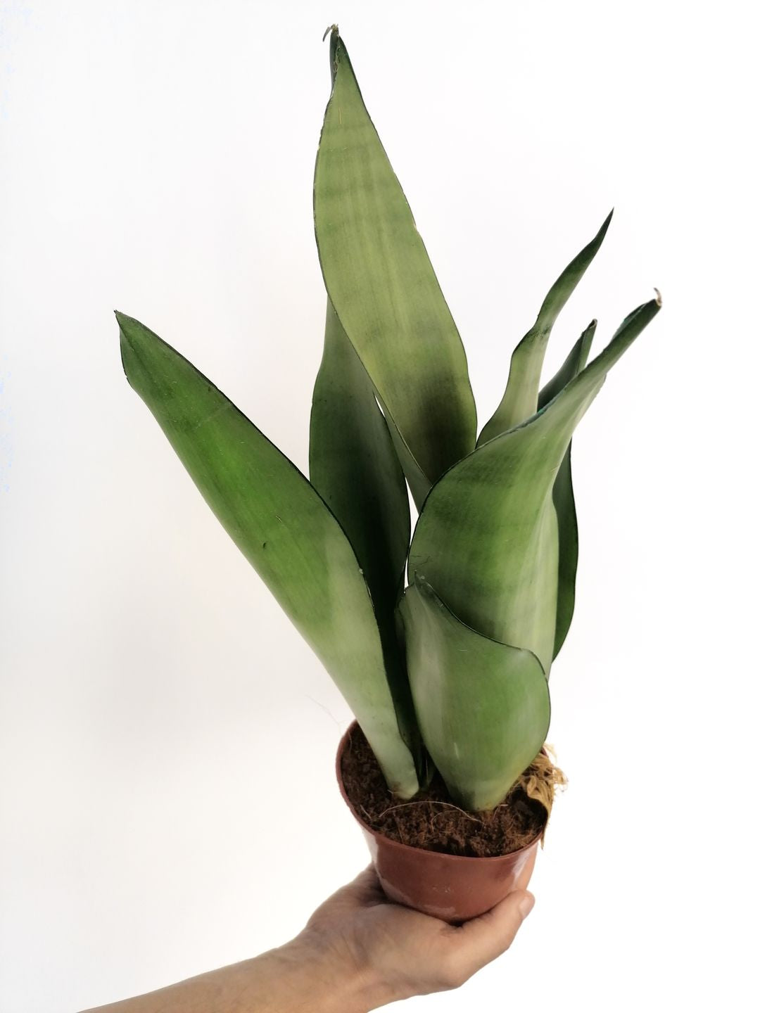 SansevieriaMoonshine-2