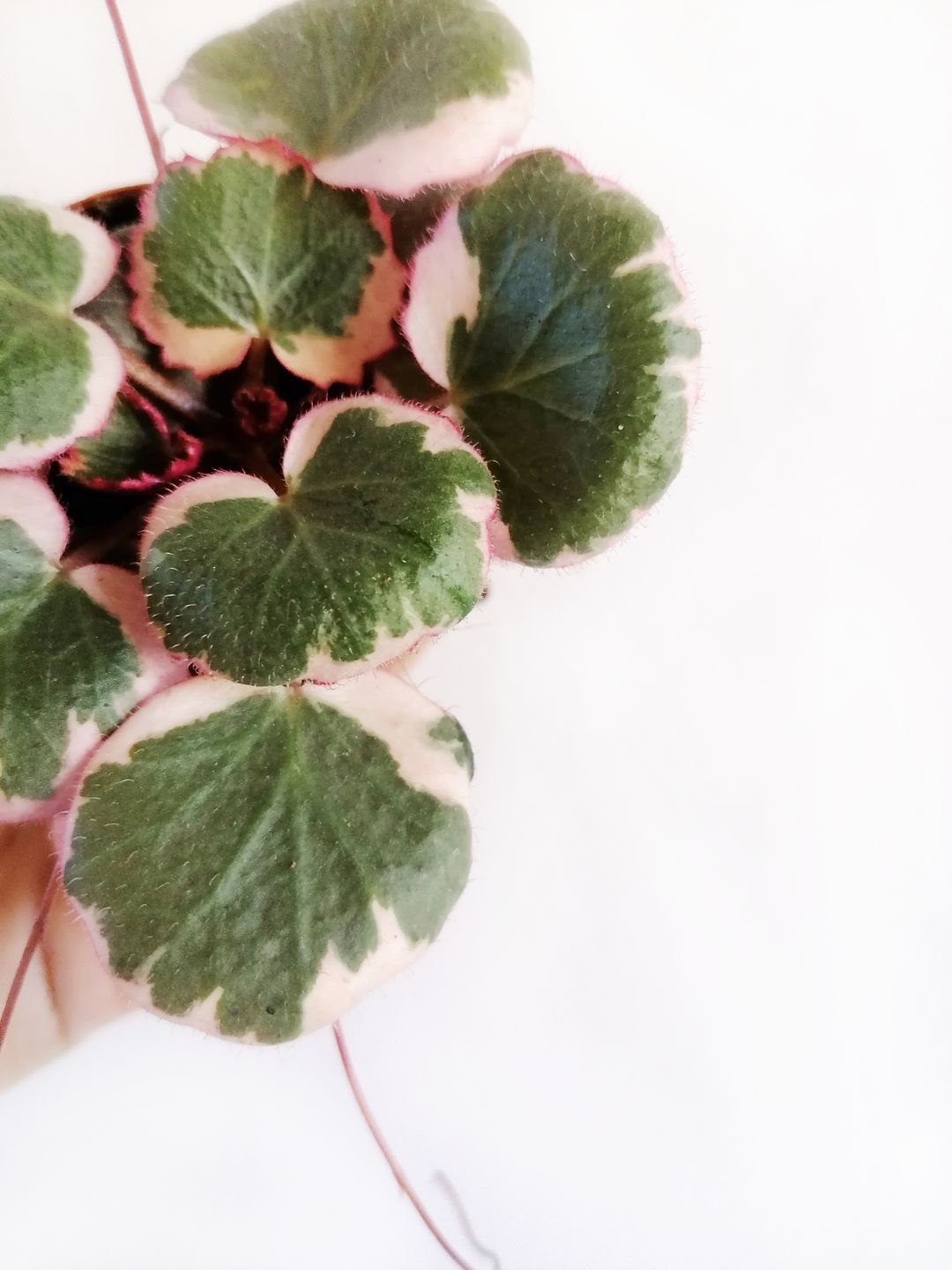 SaxifragaTricolor-2
