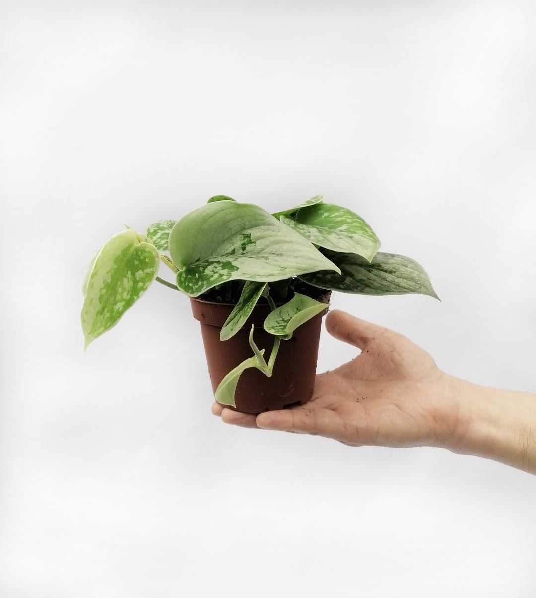 ScindapsusPictusSilveryAnn-3