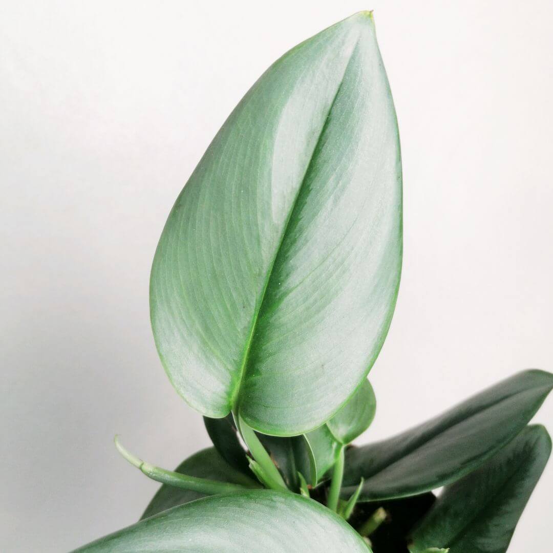 ScindapsusTreubiiMoonlight-1