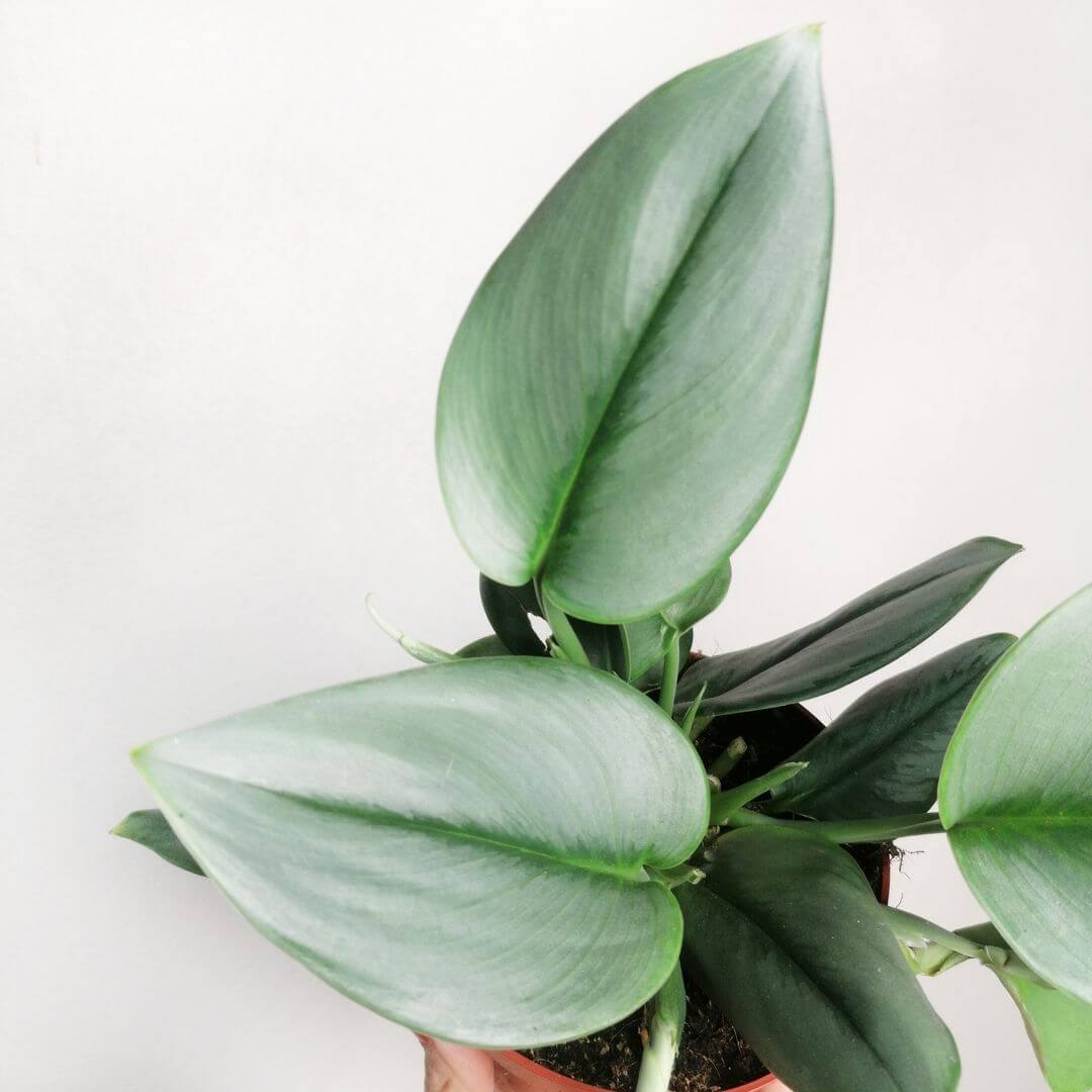 ScindapsusTreubiiMoonlight-2