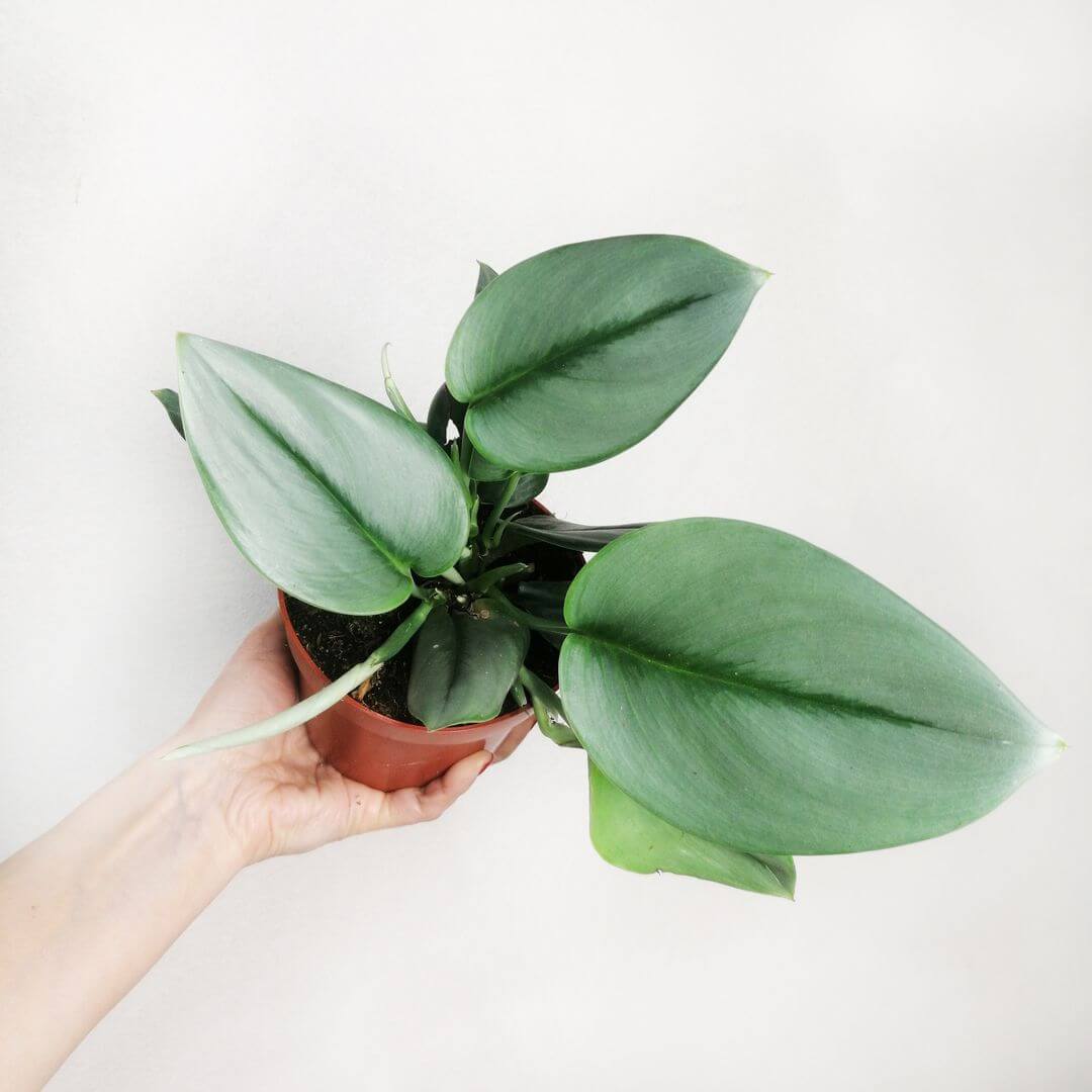 ScindapsusTreubiiMoonlight-3