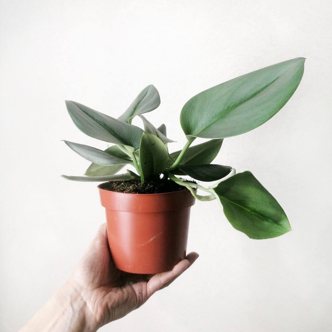 ScindapsusTreubiiMoonlight-4