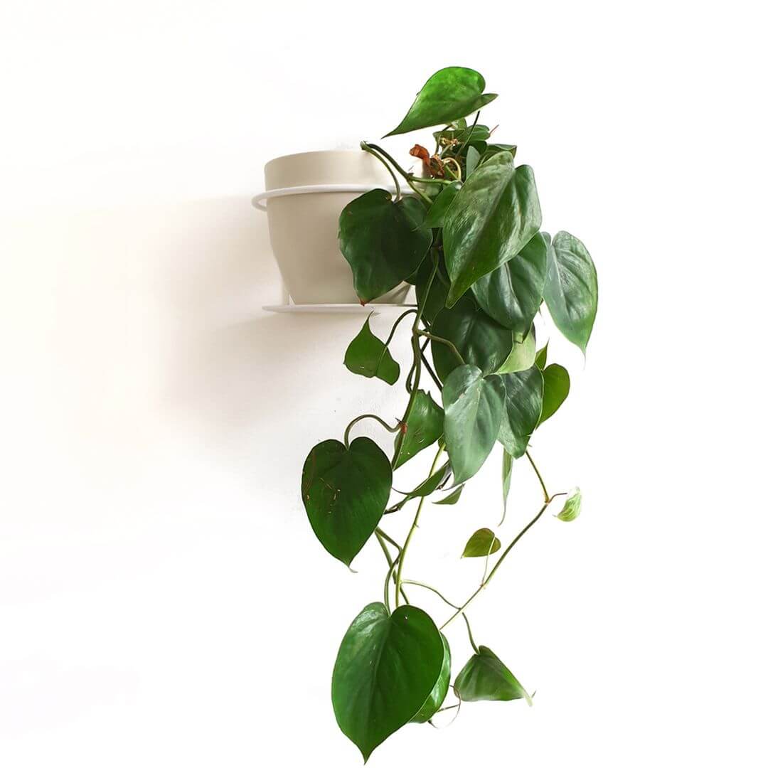 SuSupportoPerPianteWhite-1pg