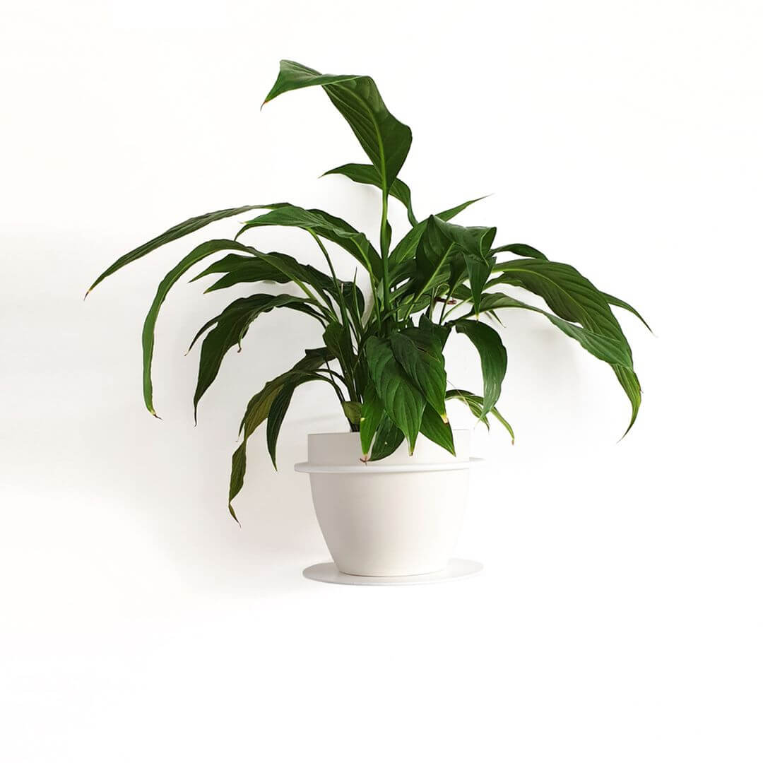 SuSupportoPerPianteWhite-7