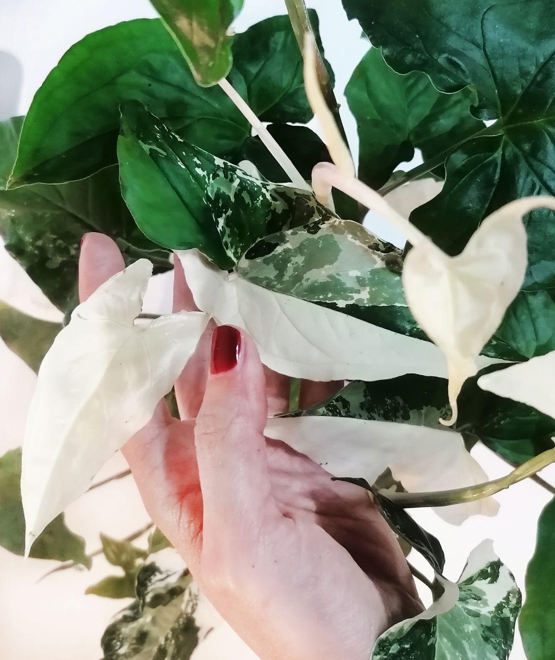 SyngoniumAlboVariegato-1