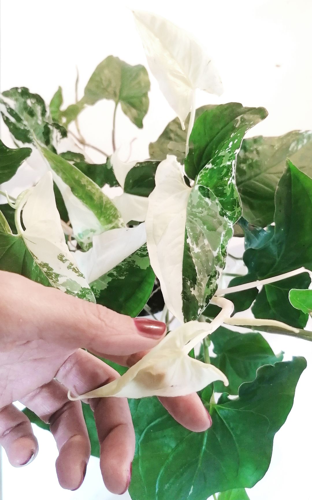 SyngoniumAlboVariegato-2